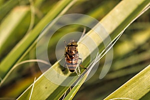 Macro top view of a band-eyed drone fly of a leaf of a plant