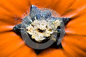 Macro top view on orange pumpkin. Vegetable texture
