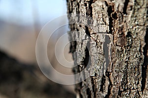 Macro tree, in background