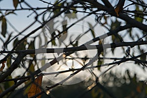 Macro tree, in background with grids