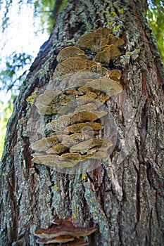 macro tree bark lichen mushroom nature moss brown turquoise