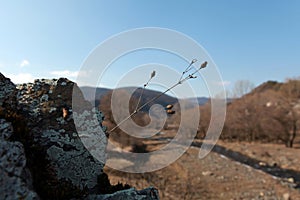Macro tree and stone in Armenia