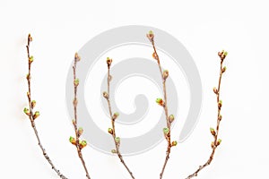 Macro of tree twig with ready to open leaves buds isolated over white background.