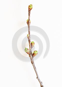 Macro of tree twig with ready to open leaves buds isolated over white background.