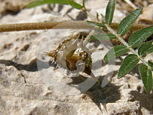 Macro - Tribulus Terrestris.