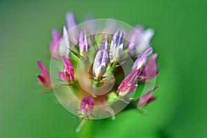 Macro of Trifolium, Clover