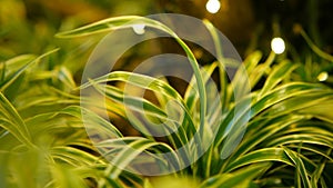 Macro tropical background with spring juicy fresh green young grass