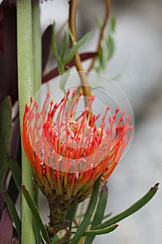 Macro of Tropical Hawaiian Pincushion Protea