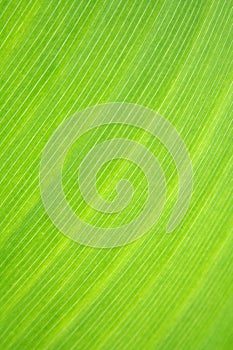 Macro of a tropical leaf