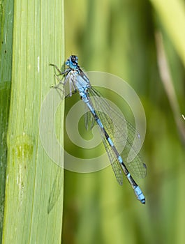 Macro of Tule Bluet Damselfy Enallagma carunculatum Resting a Rush Leaf