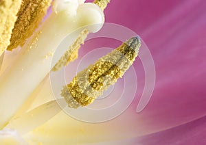 Macro tulip anther with pollen