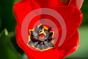 Macro tulip stamen, close-up of spring flower in the garden, single red colored tulip, seasonal flora