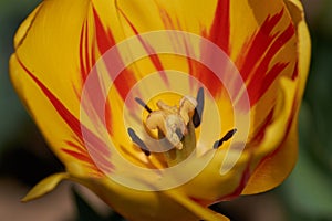 Macro of tulip stamen on  a sunny day