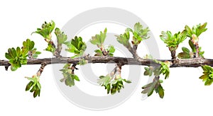 Macro of twig with fresh spring leaves