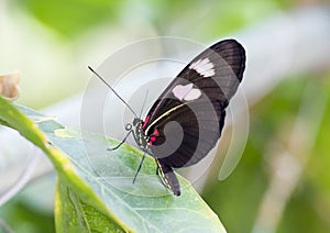 Macro Twin-Spotted Postman Butterfly