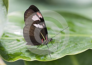 Macro Twin-Spotted Postman Butterfly