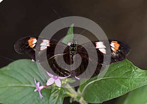 Macro Twin-Spotted Postman Butterfly