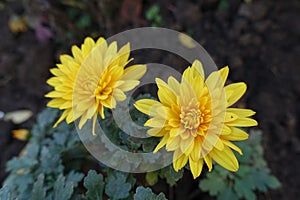 Macro of two amber yellow flowers of Chrysanthemums