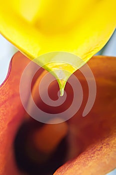 Macro of two calla flowers