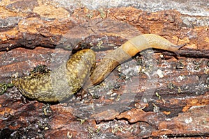 Macro of two Caucasian mollusk slug of Arion ater forest on a tr