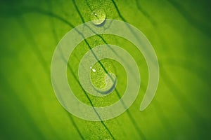 Macro of two drops of water in a leaf. Natural environment