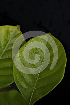 Macro of two green leaf with water drops