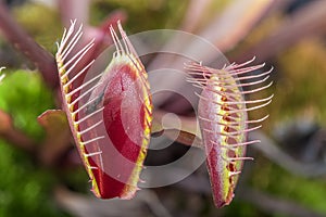 Macro of two insectivorous venus fly trap (Dionaea muscipula)