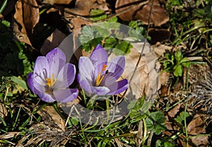 Macro of two insects at the interior of crocus vernus