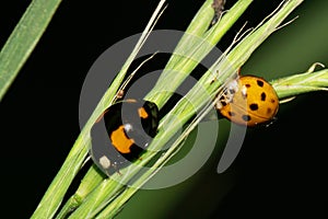 Macro two ladybirds in the grass in the foothills of the Caucasus