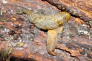 Macro of two light-colored Caucasian mollusk slug of Arion ater