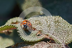 Macro of two little ladybirds on a leaf