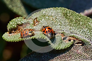 Macro of two little ladybirds on a leaf