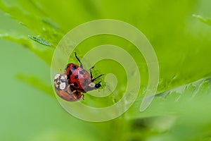 Macro of Two Mating Ladybugs