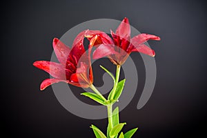 Macro of two red lilies isolated on black