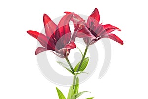 Macro of two red lilies isolated on white