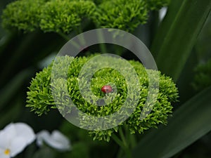 Macro of a two-spotted ladybug ( Adalia bipunctata) on a parsley leaf (Petroselinum crispum) photo