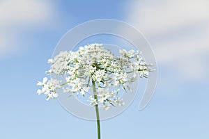 Macro of umbrellate inflorescence white flower