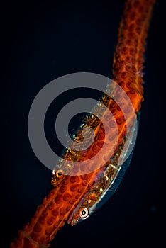 Macro underwater images from Thailand