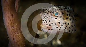 Macro underwater life in the Lembeh Straits of Indonesia