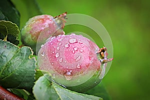 Macro of an unripe apple covered in rain droplets