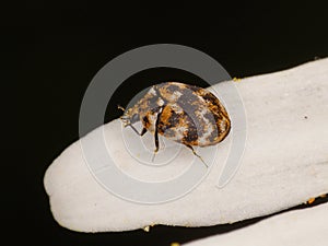 Macro of a varied carpet beetle (Anthrenus verbasci)