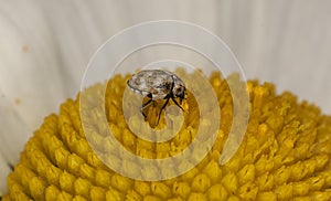 Macro of a varied carpet beetle (Anthrenus verbasci)