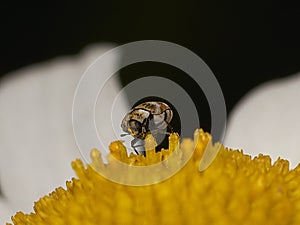 Macro of a varied carpet beetle (Anthrenus verbasci)