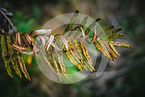 Macro vegetation in the forest photo