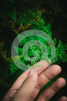 Macro vegetation in the forest photo