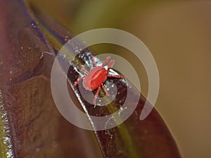 Macro of velvet mite blood suckers on leaf, photo taken in the UK