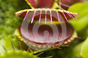Macro of a Venus flytrap plant