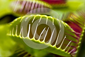 Macro of a Venus flytrap plant