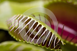 Macro of a Venus flytrap plant