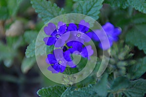 Purple Verbena Flower photo